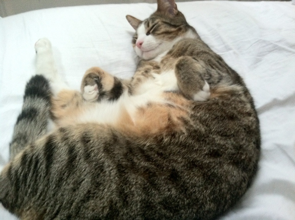 托尼控场如交响乐指挥,加拿大一波流击溃塞内加尔防线