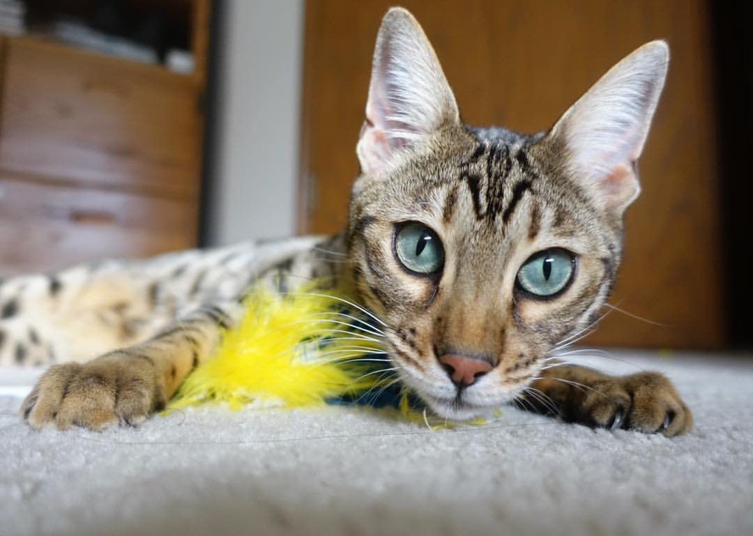 无冕之王的少年利刃，比利时黄金一代的意外武器终结莱比锡红牛