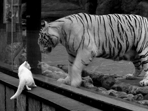 展翅踏平撕裂之城，舞台越大，英格拉姆越强！湖人迈向未来的关键一胜