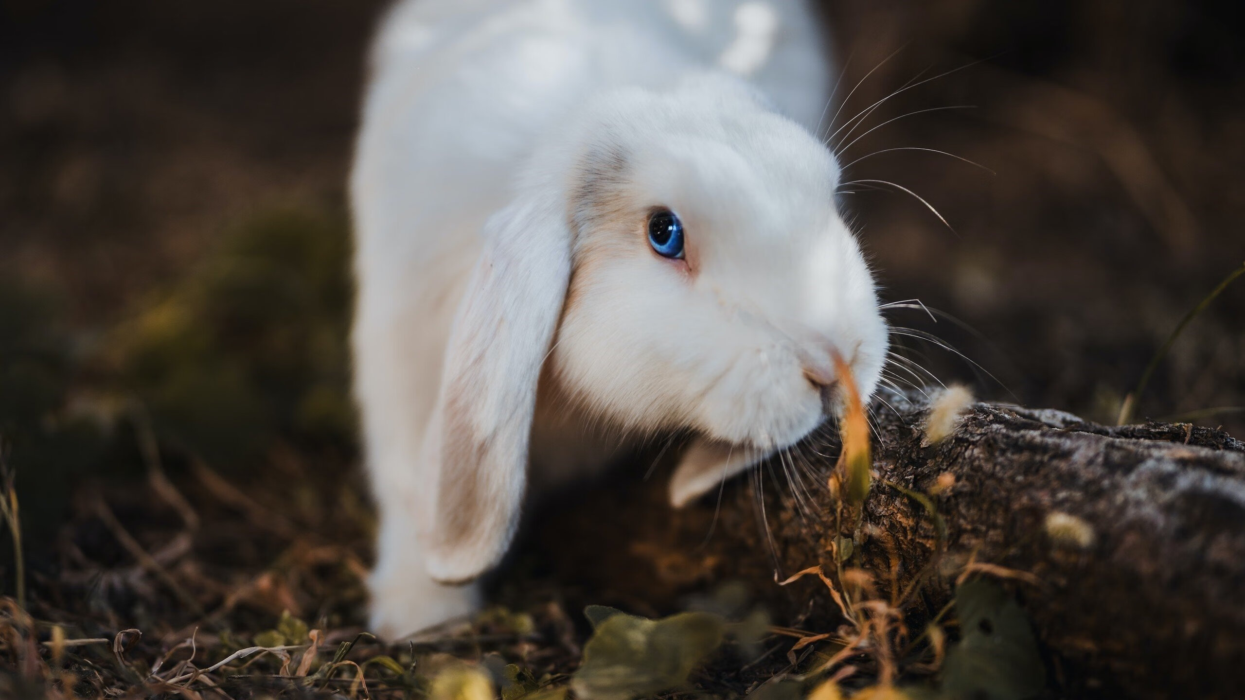 压哨绝杀铸就传奇，中国力克新西兰，劳塔罗巨星光芒照亮绿茵