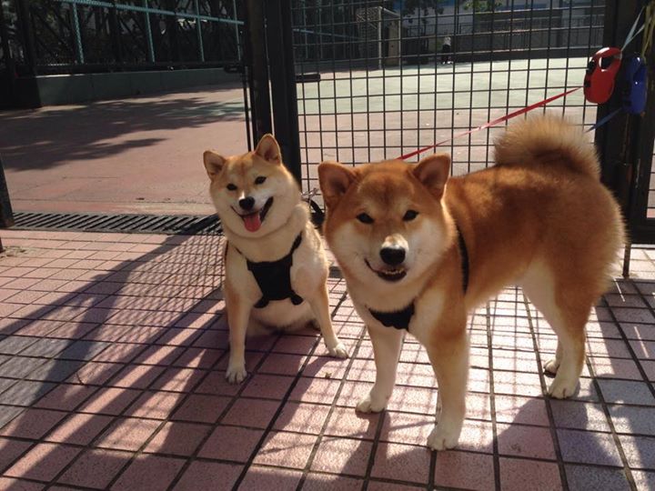 唯一性的闪耀，萨内关键进球定乾坤，尼斯力克佛罗伦萨