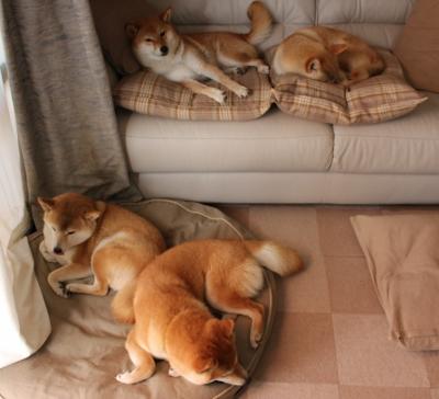 欧文化身森林狼王，撕破僵局的连续得分，不仅赢下比赛，更唤醒野性